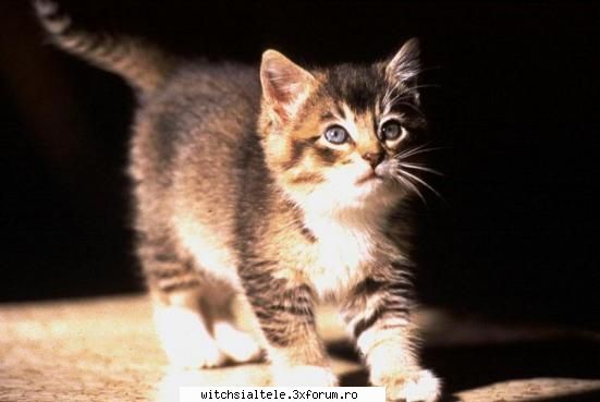 ce credeti despre site?? - E SUUUUUUUUUPPPPPPPPPPEEEEEEEEEEEEEEER!!!!!!!!!!!! - despre mine
